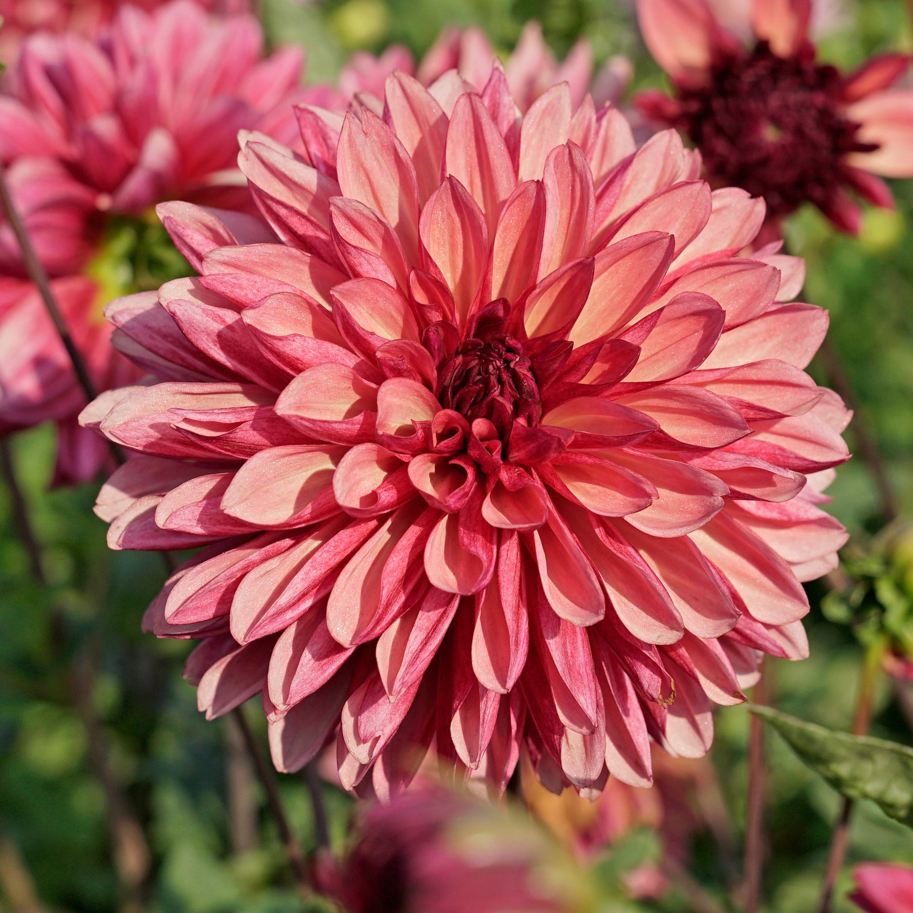 Dahlia Bacardi - Dahlias - Fluwel
