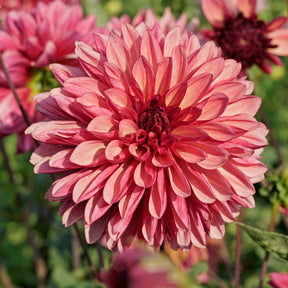 Dahlia Bacardi - Dahlias - Fluwel