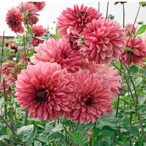 Dahlia Bacardi - Dahlias - Fluwel