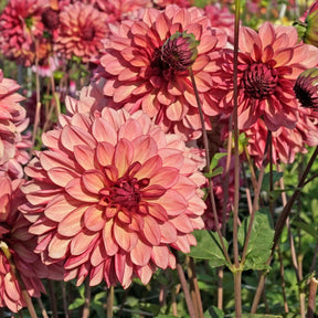 Dahlia Bacardi - Dahlias - Fluwel