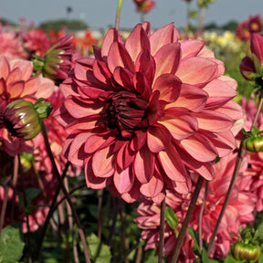 Dahlia Bacardi - Dahlias - Fluwel