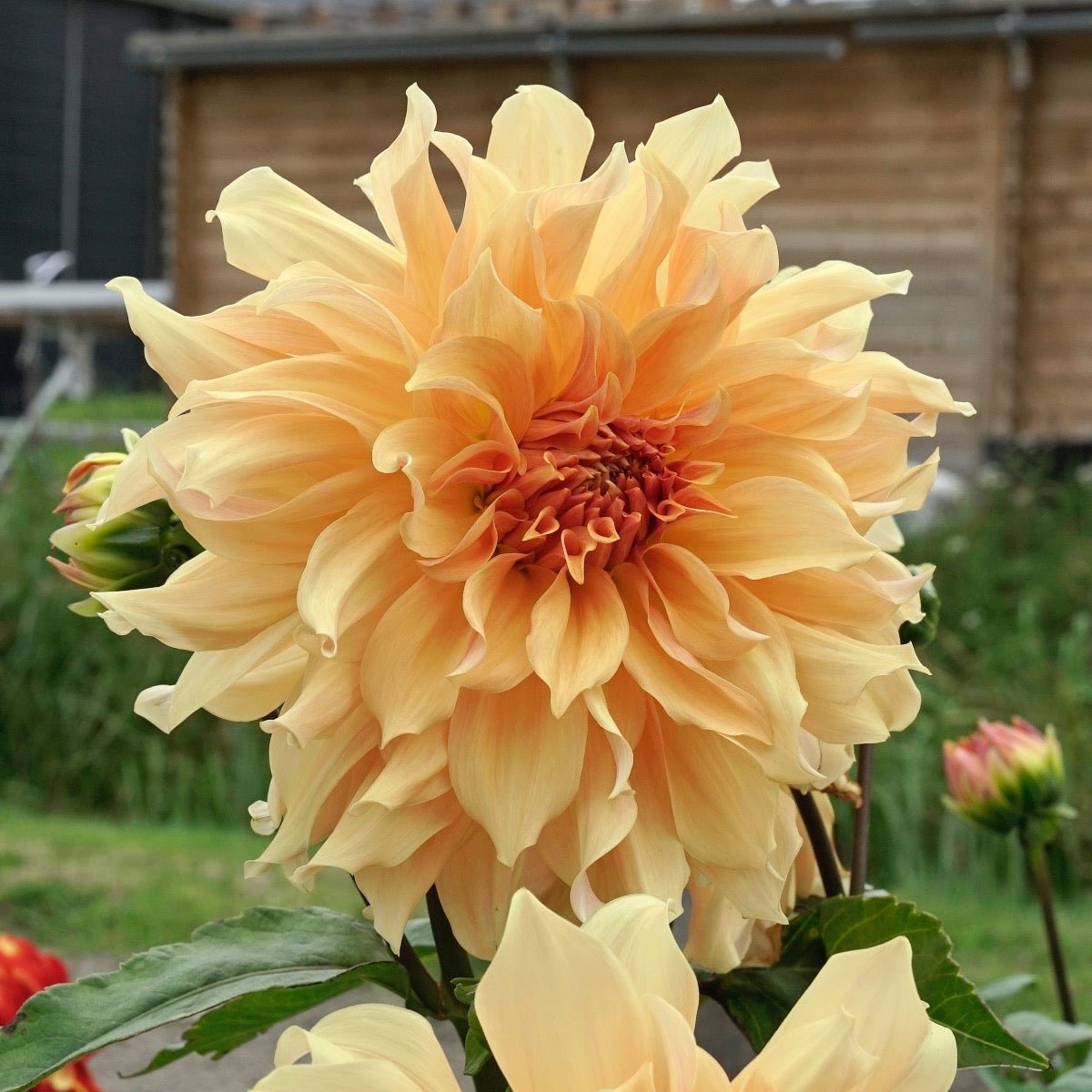Dahlia Big Brother - Dahlias - Fluwel