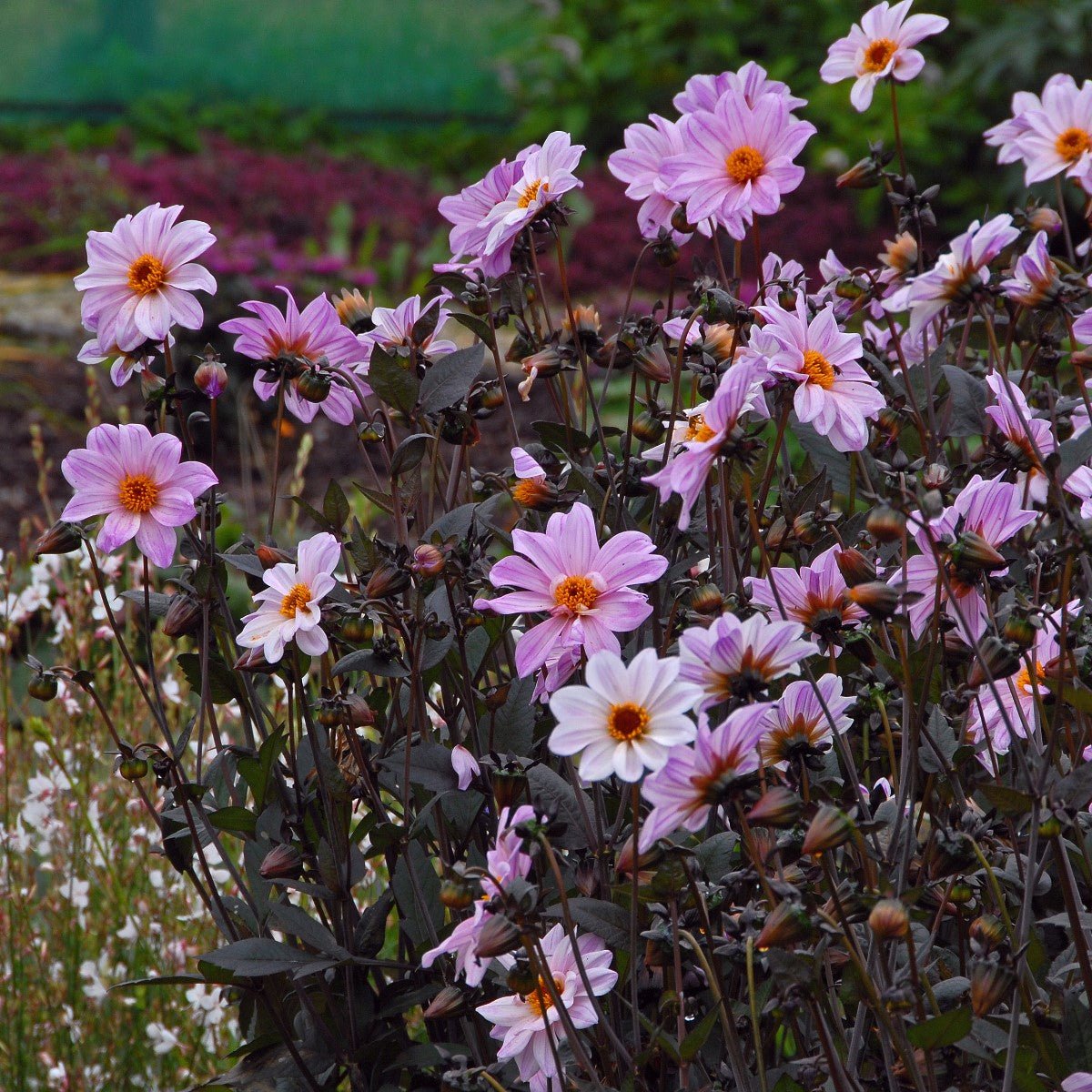 Dahlia Bishop of Leicester - Dahlias - Fluwel