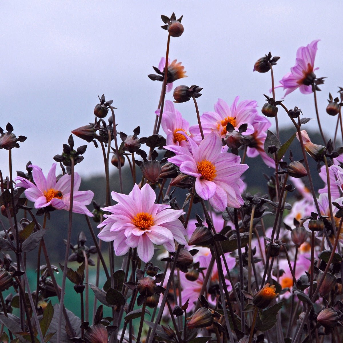 Dahlia Bishop of Leicester - Dahlias - Fluwel