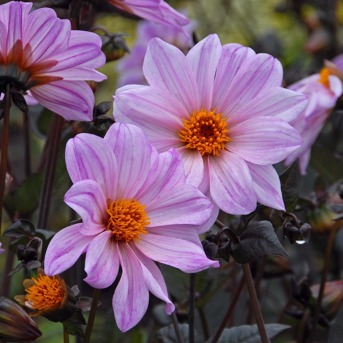 Dahlia Bishop of Leicester - Dahlias - Fluwel