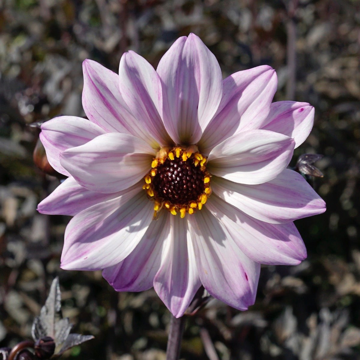 Dahlia Bishop of Leicester - Dahlias - Fluwel