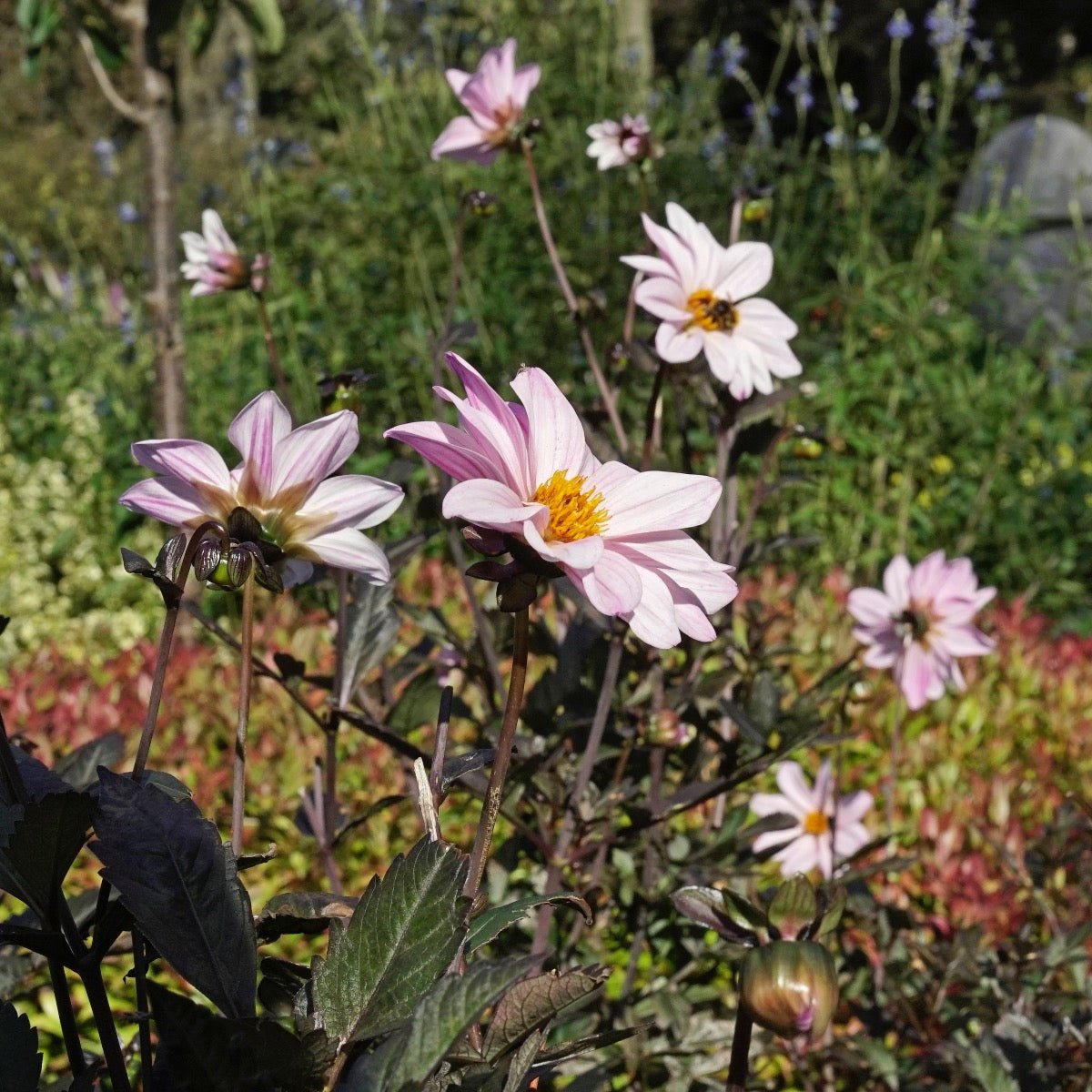 Dahlia Bishop of Leicester - Dahlias - Fluwel