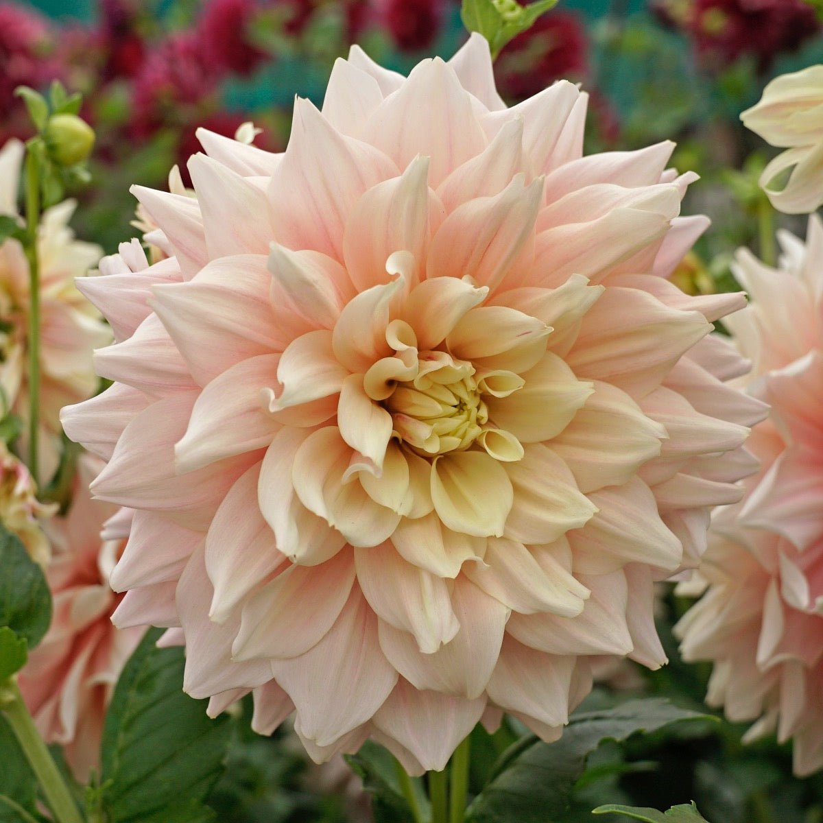 Dahlia Break Out - Dahlias - Fluwel