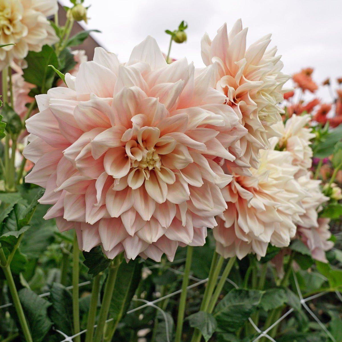 Dahlia Break Out - roze dahlia - Fluwel