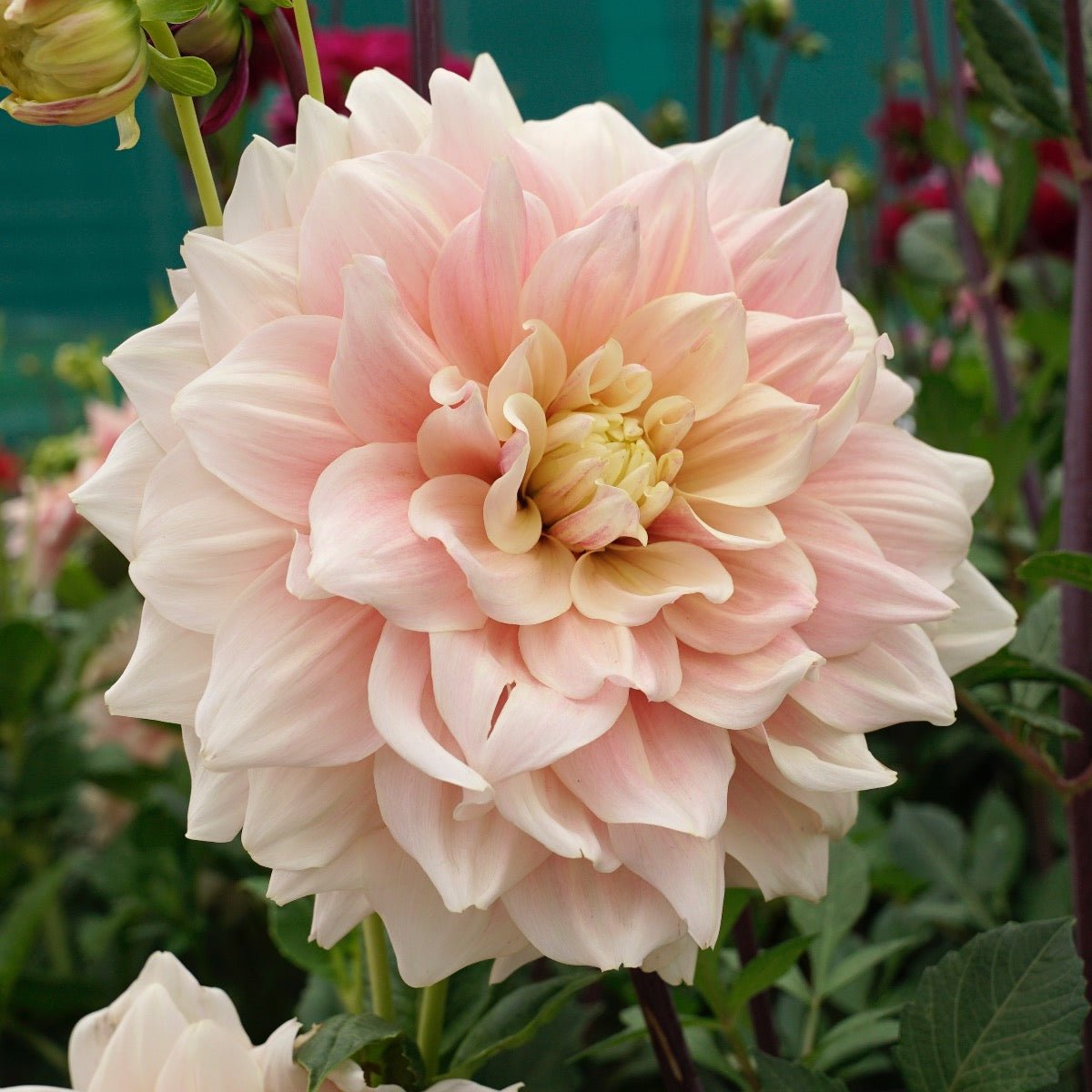 Dahlia Break Out - roze dahlia - Fluwel