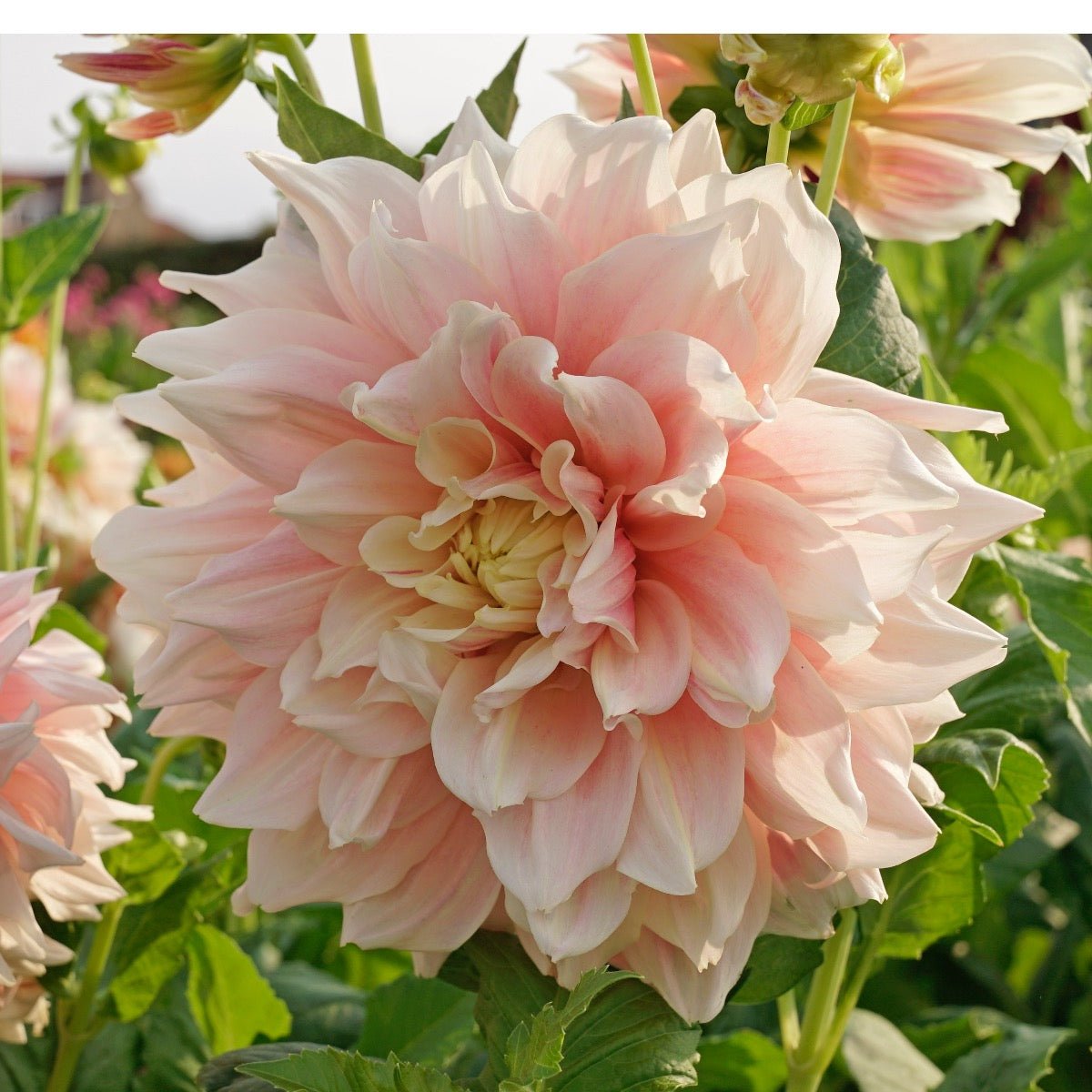 Dahlia Break Out - Dahlias - Fluwel