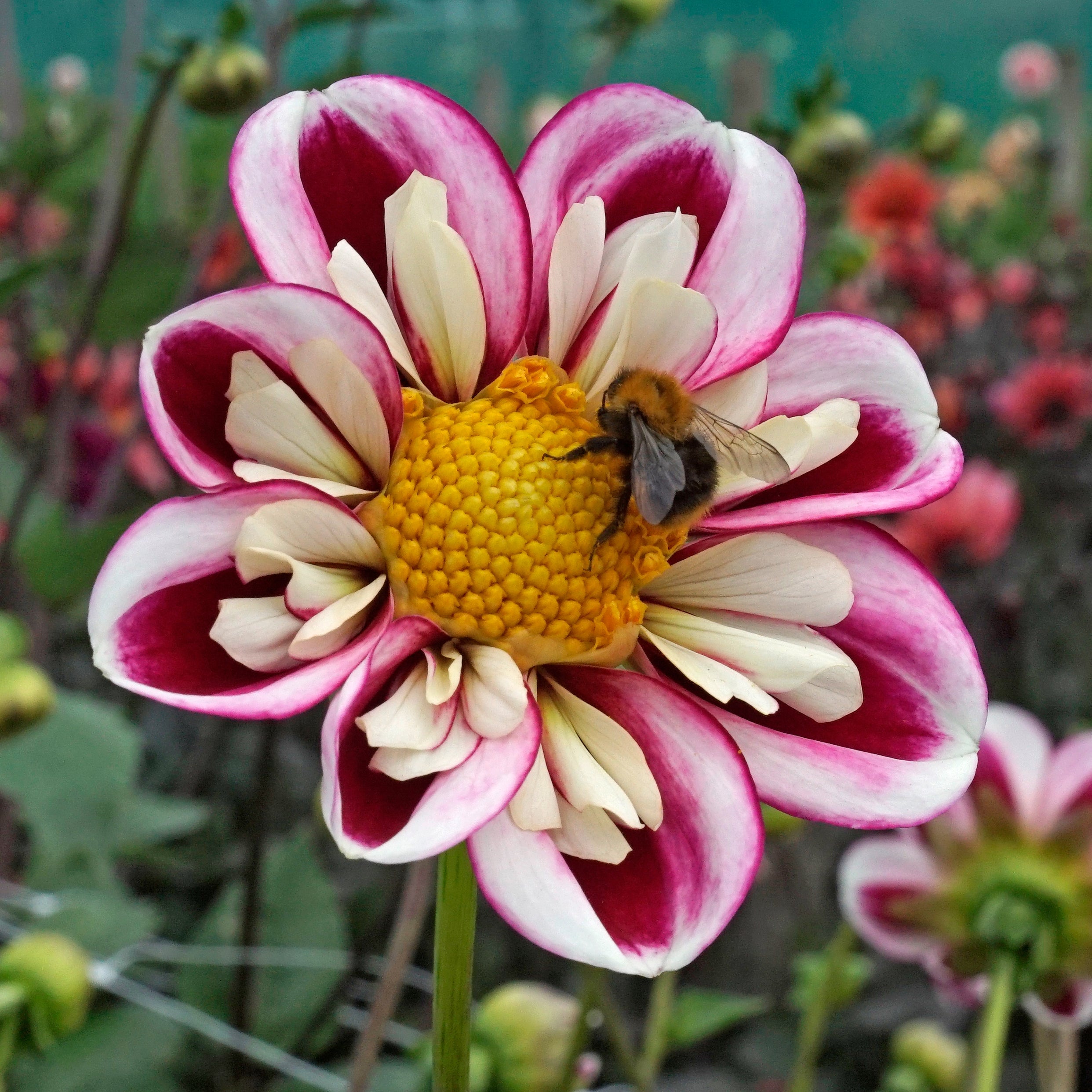 Dahlia Bumble Rumble - Dahlias - Fluwel