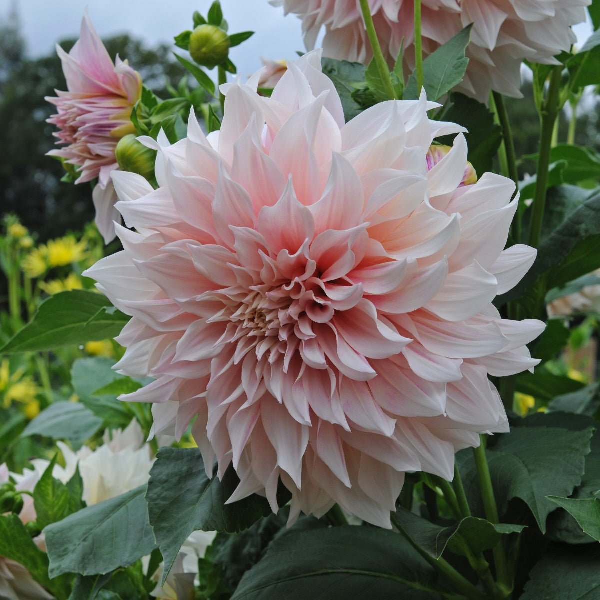 Dahlia Café au Lait - Dahlias - Fluwel