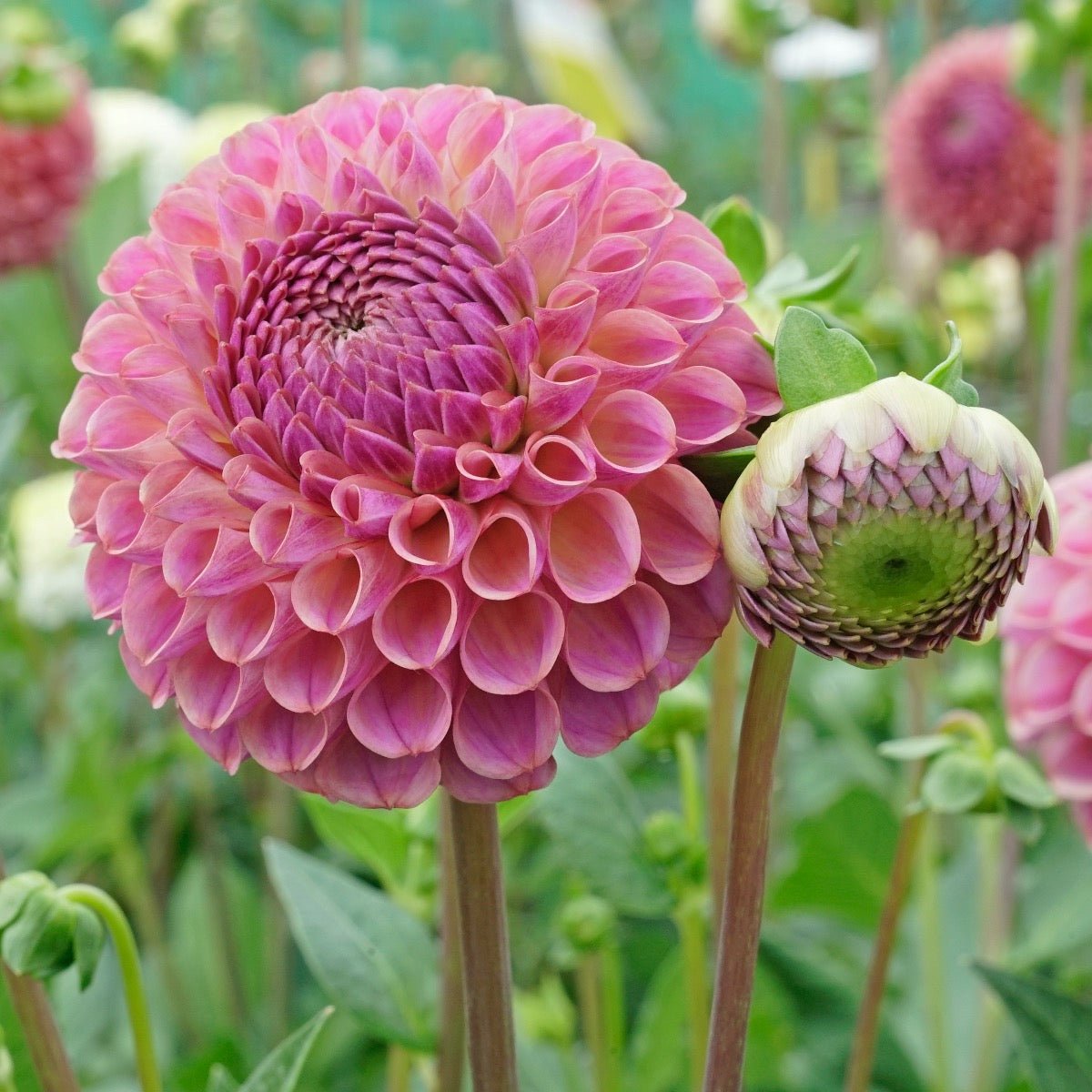 Dahlia Caitlin's Joy - Dahlias - Fluwel