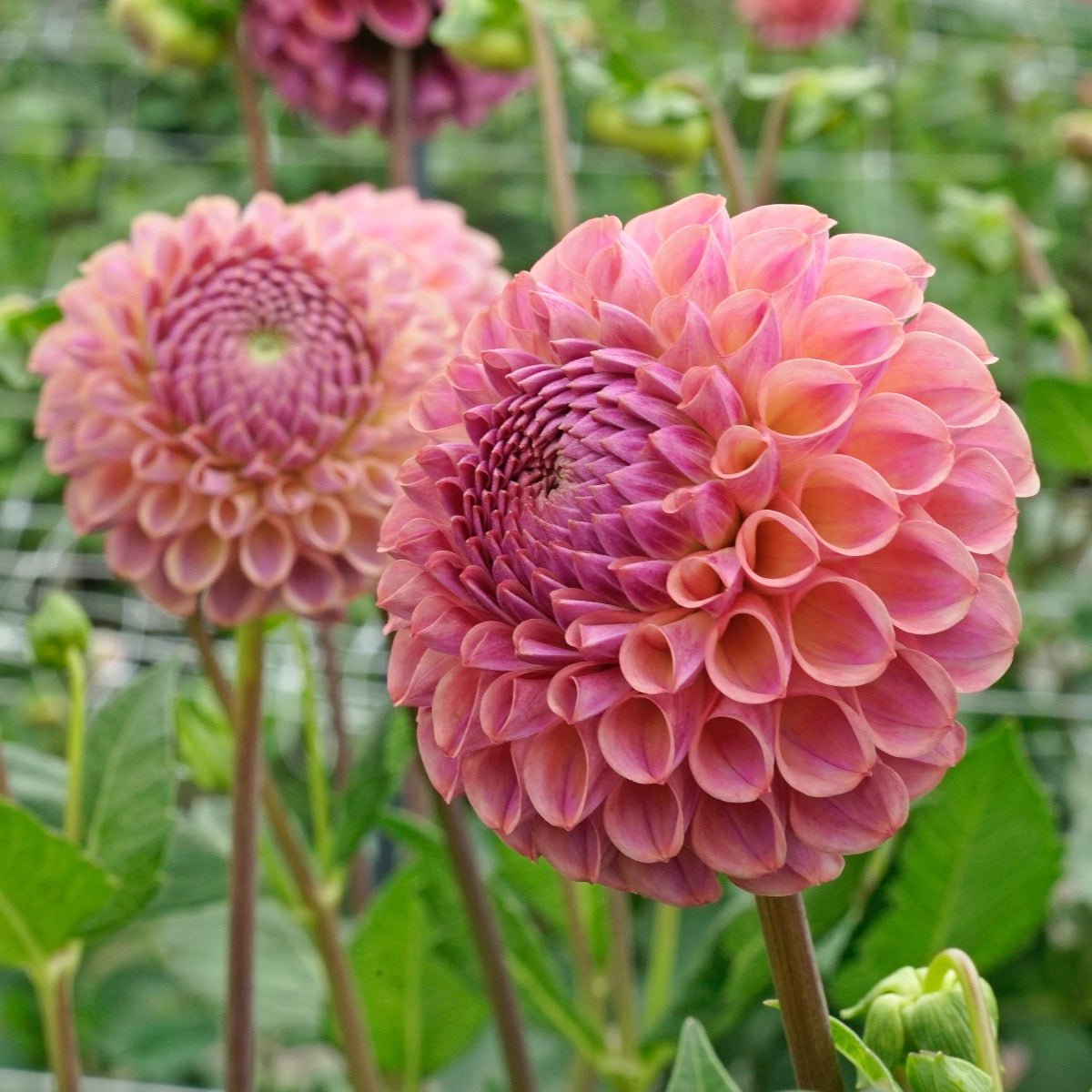 Dahlia Caitlin's Joy - Dahlias - Fluwel