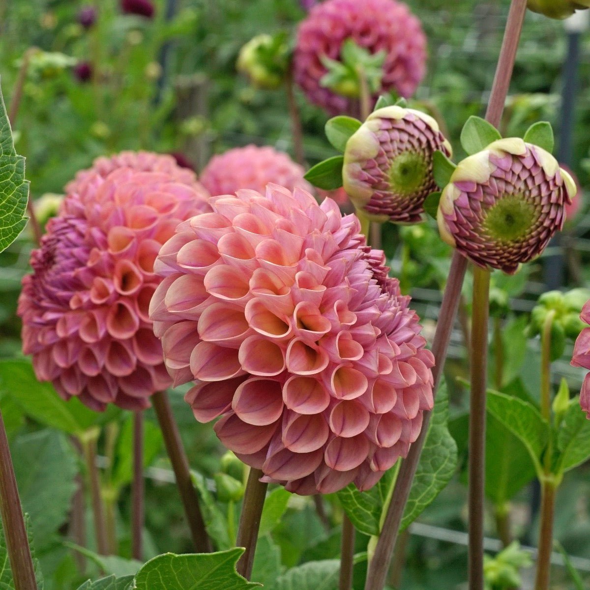 Dahlia Caitlin's Joy - Dahlias - Fluwel