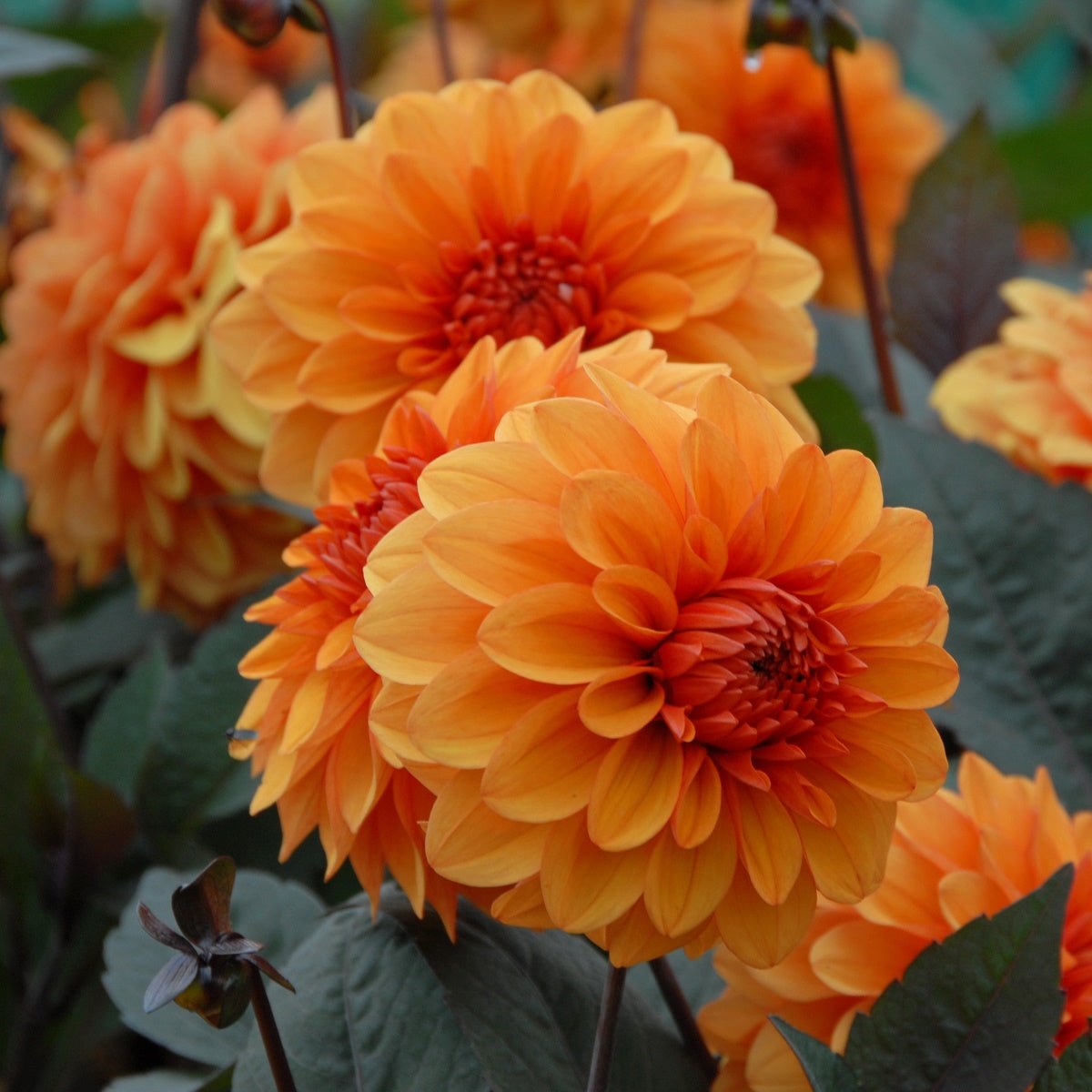 Dahlia David Howard - Dahlias - Fluwel