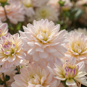 Dahlia Diana's Memory - Dahlias - Fluwel