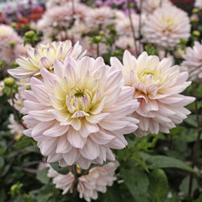 Dahlia Diana's Memory - Dahlias - Fluwel