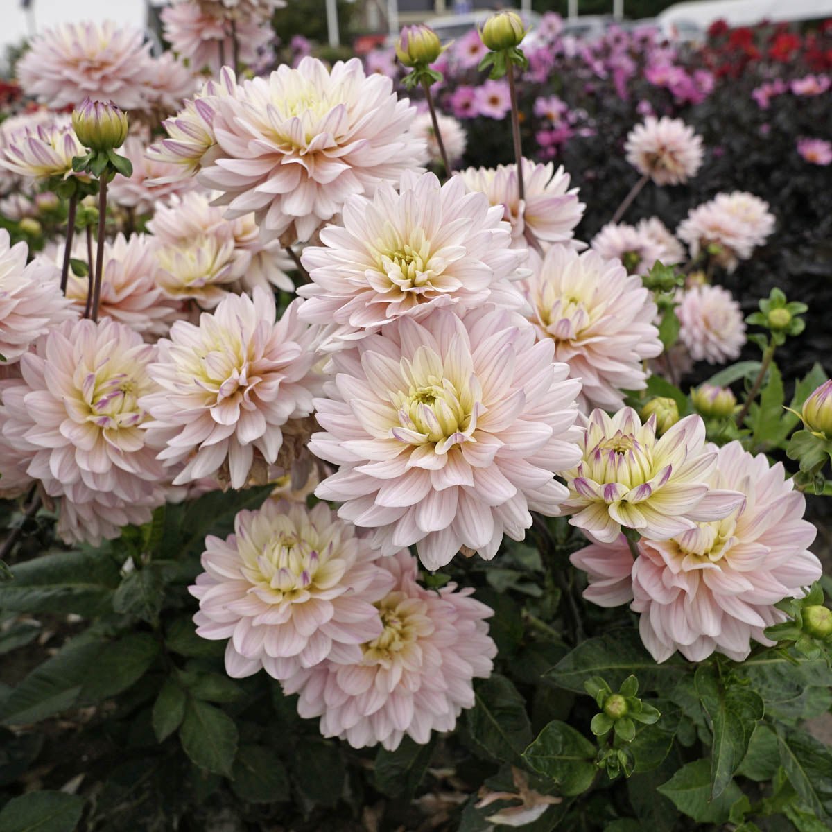 Dahlia Diana's Memory - Dahlias - Fluwel