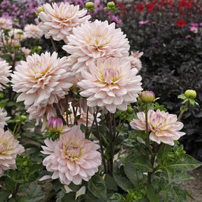 Dahlia Diana's Memory - Dahlias - Fluwel