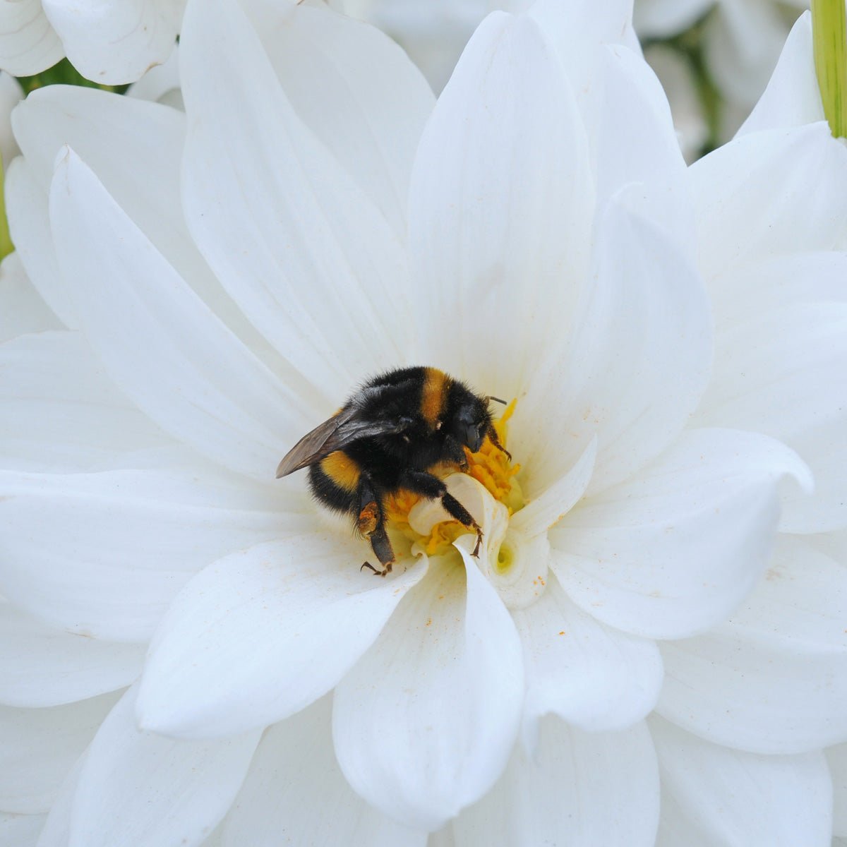 Dahlia Eternal Snow - Dahlias - Fluwel