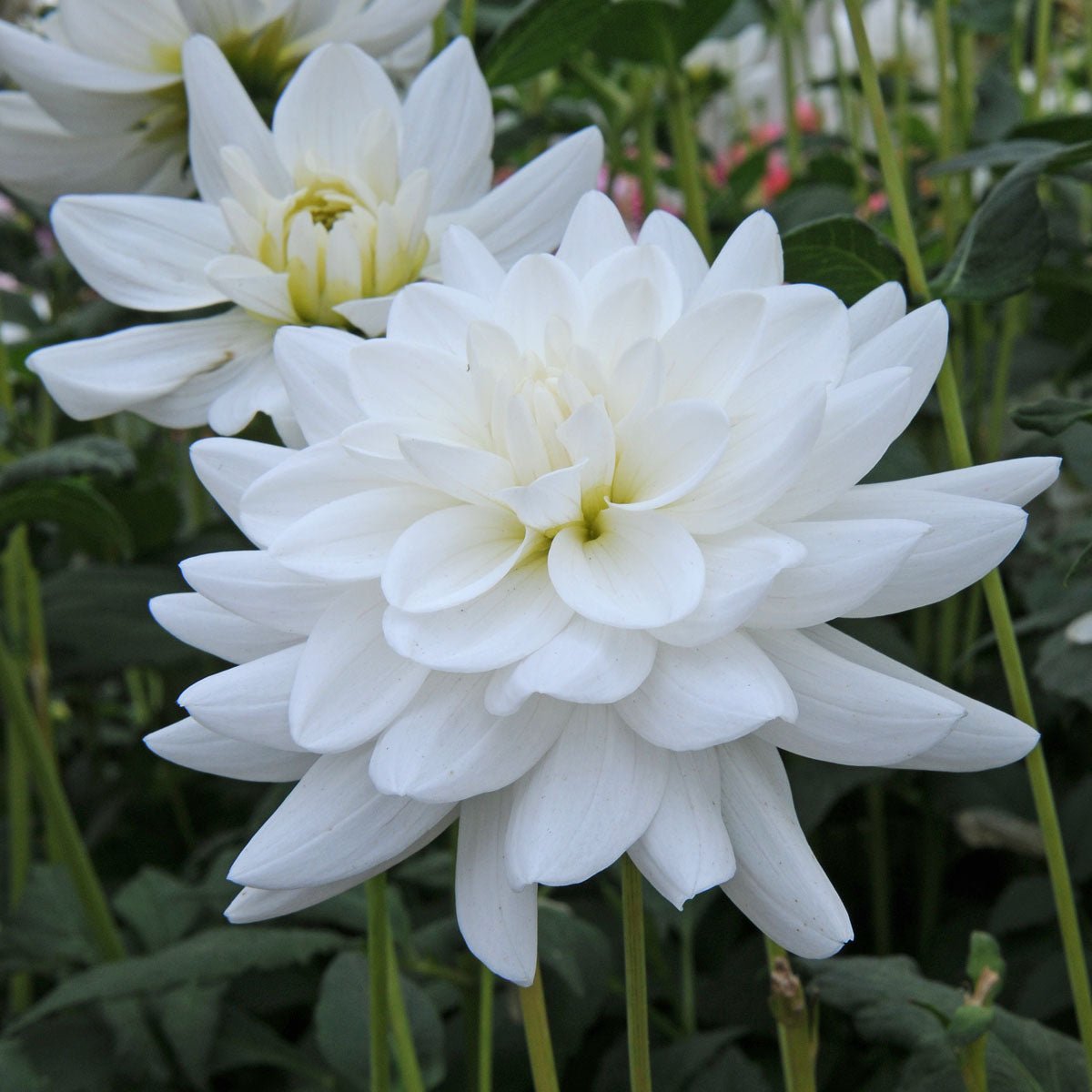 Dahlia Eternal Snow - Dahlias - Fluwel