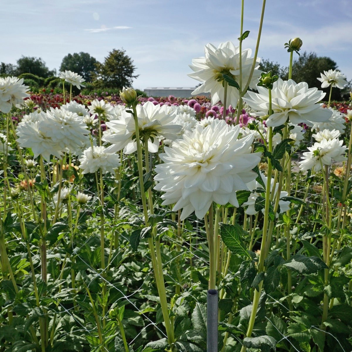 Dahlia Eternal Snow - witte dahlia - Fluwel