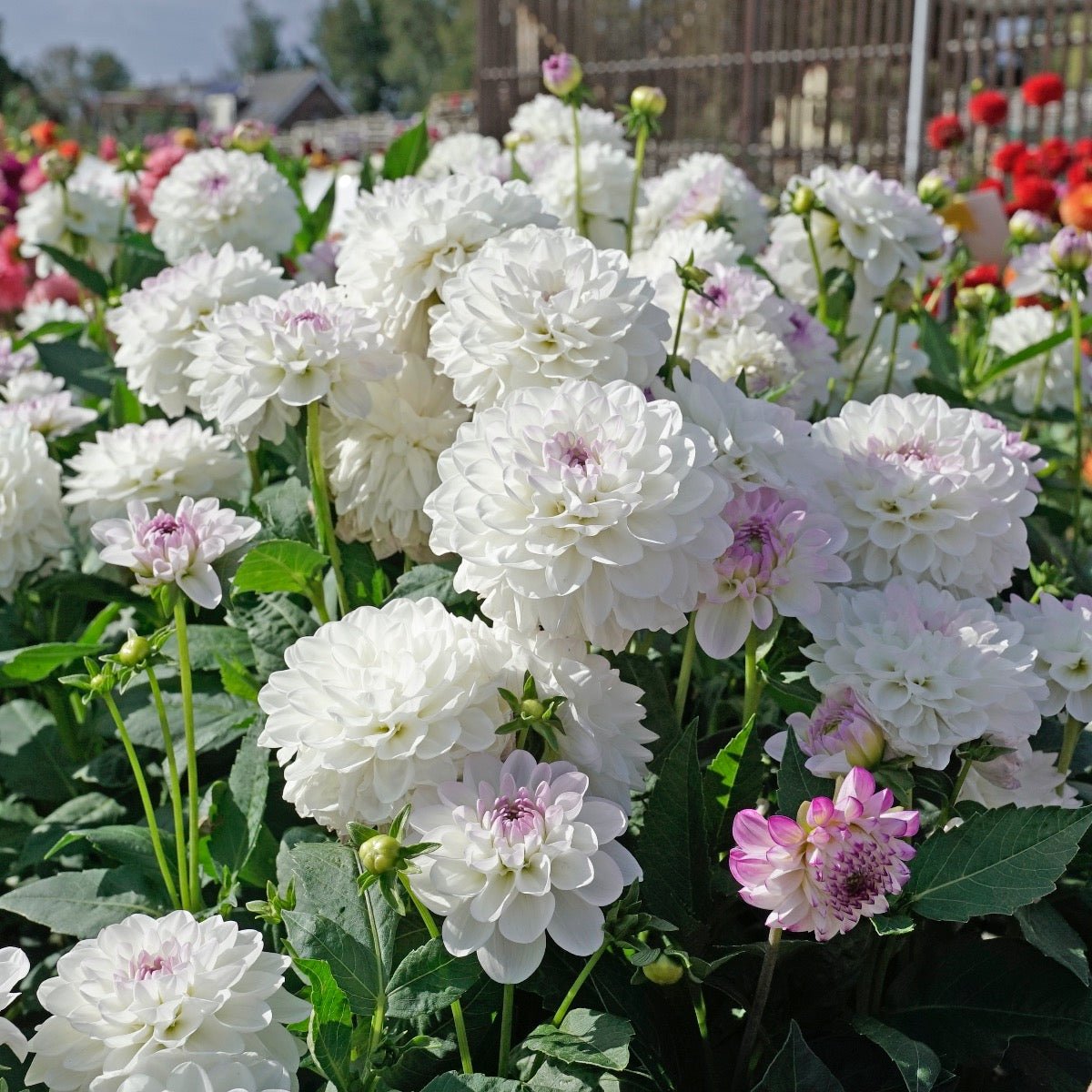 Dahlia Eveline - meerkleurige dahlia - Fluwel
