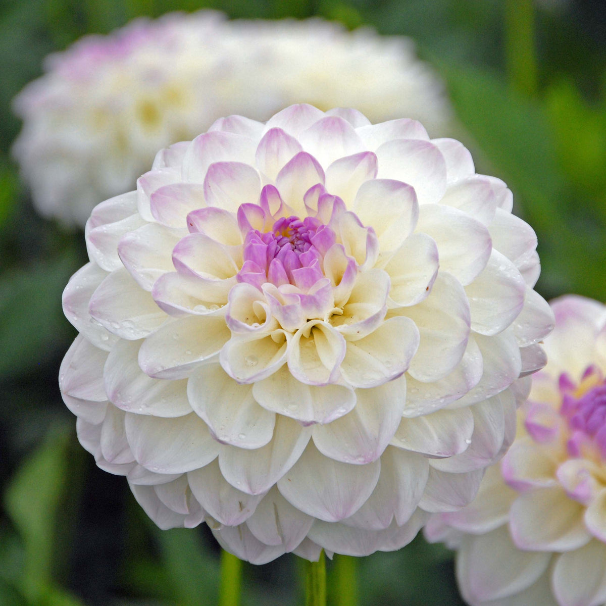 Dahlia Eveline - meerkleurige dahlia - Fluwel