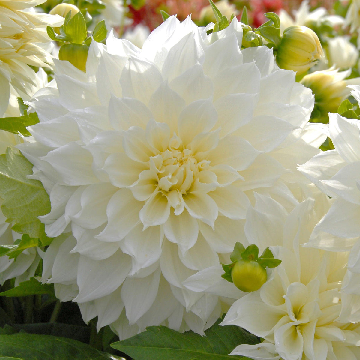 Dahlia Fleurel - witte dahlia - Fluwel