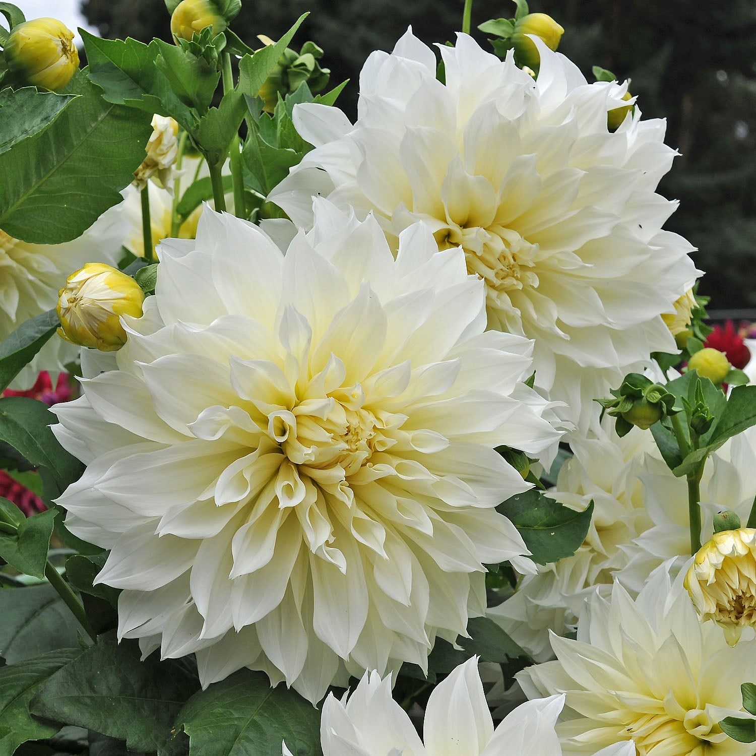 Dahlia Fleurel - Dahlias - Fluwel