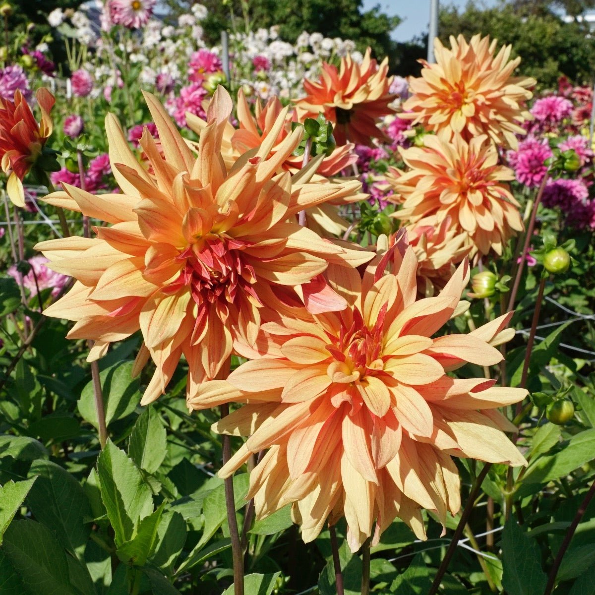 Dahlia French Cancan - meerkleurige dahlia - Fluwel