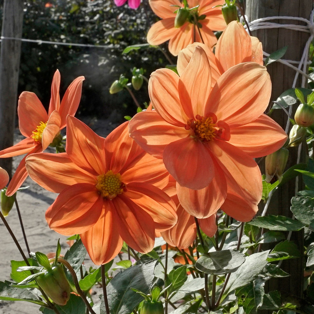 Dahlia G.F. Hemerik - oranje dahlia - Fluwel