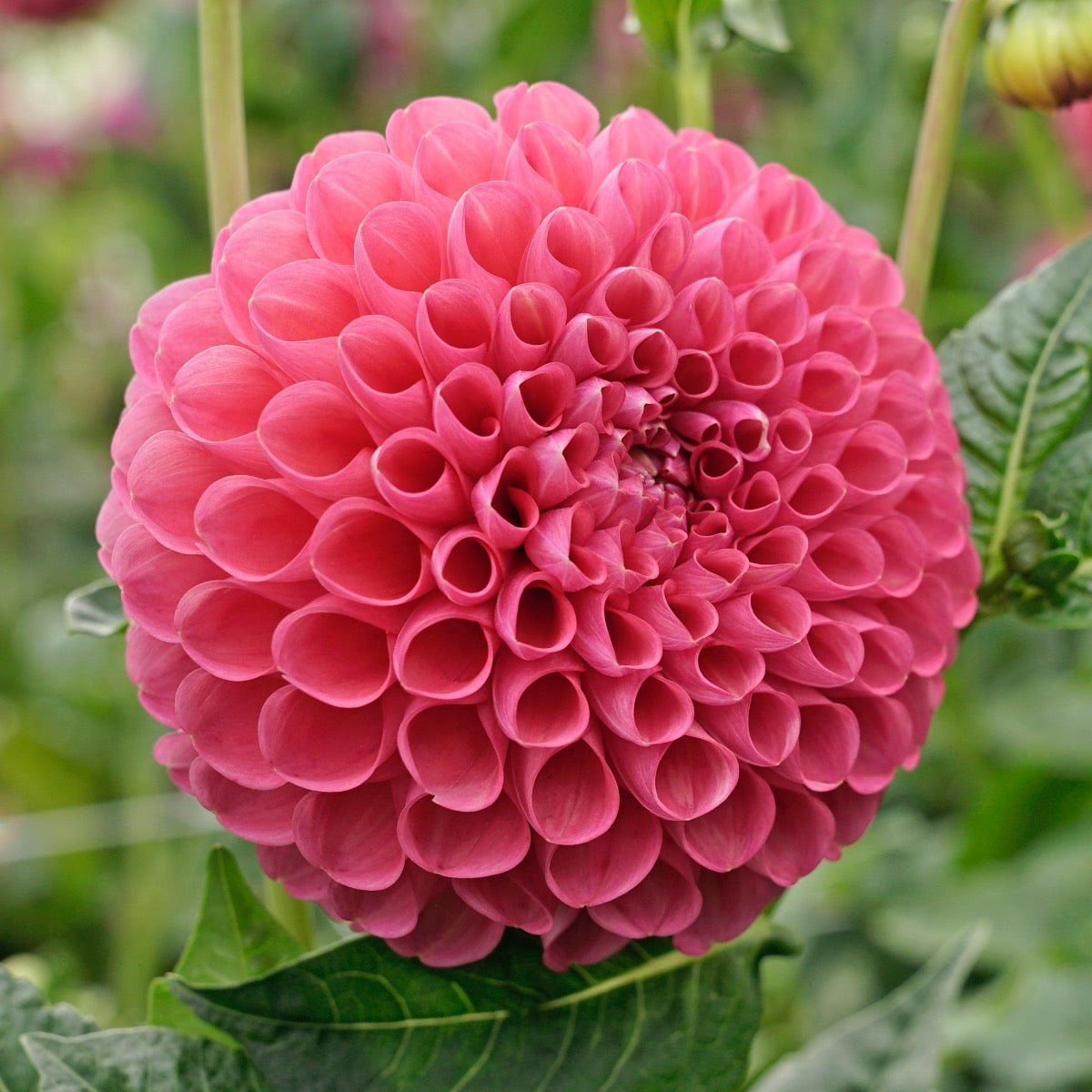 Dahlia Jowey Frambo - roze dahlia - Fluwel