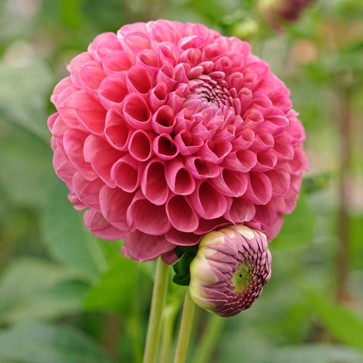 Dahlia Jowey Frambo - Dahlias - Fluwel