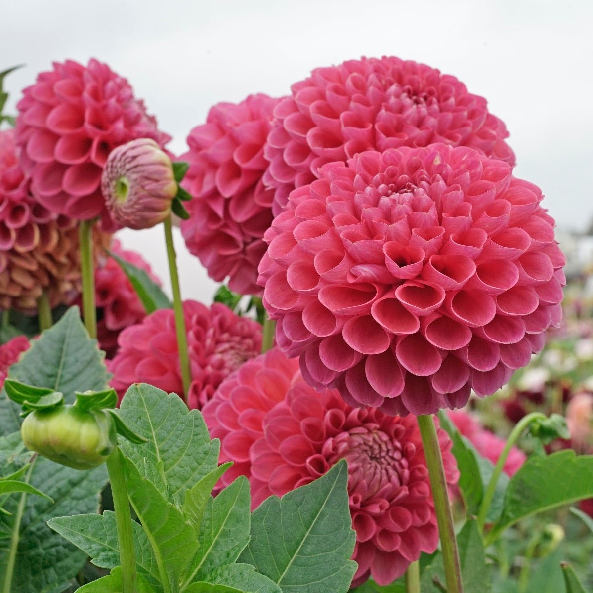Dahlia Jowey Frambo - roze dahlia - Fluwel