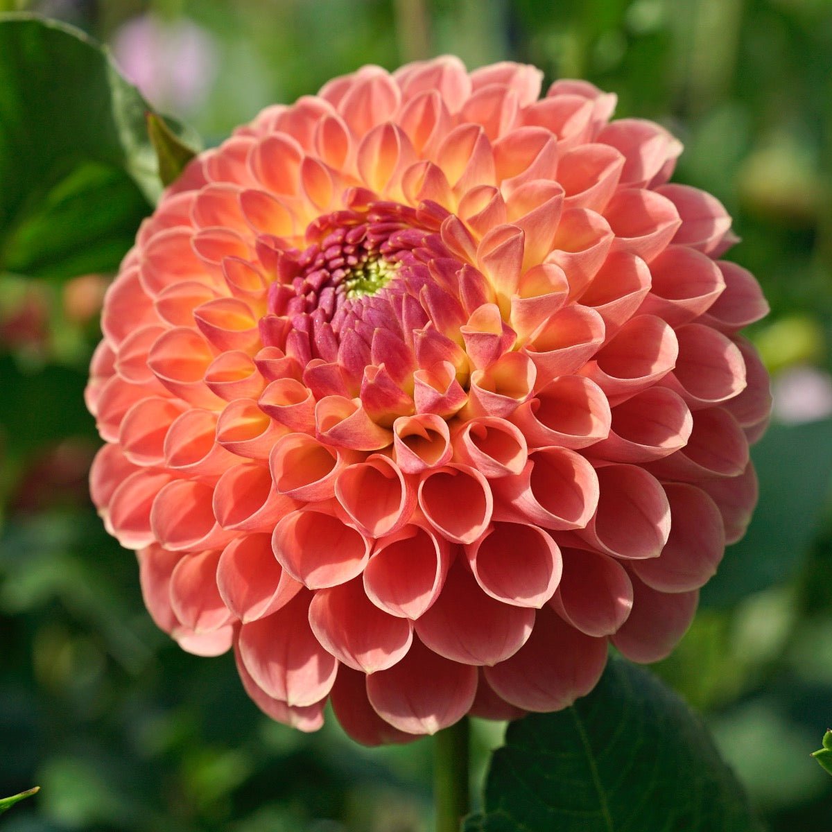 Dahlia Jowey Nicky - roze dahlia - Fluwel
