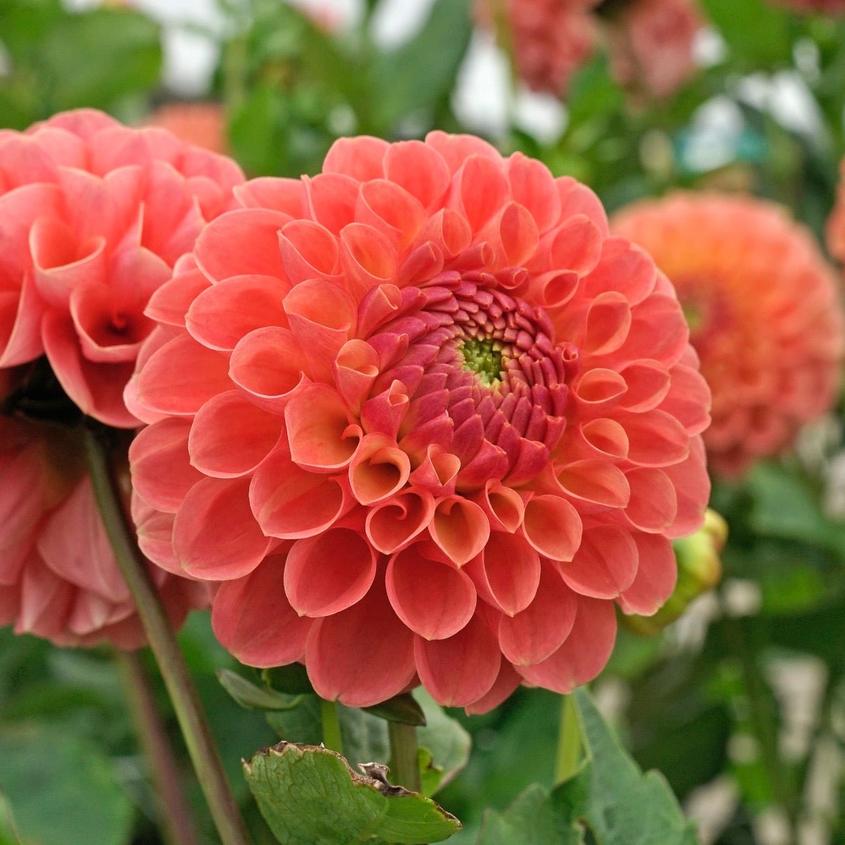 Dahlia Jowey Nicky - roze dahlia - Fluwel
