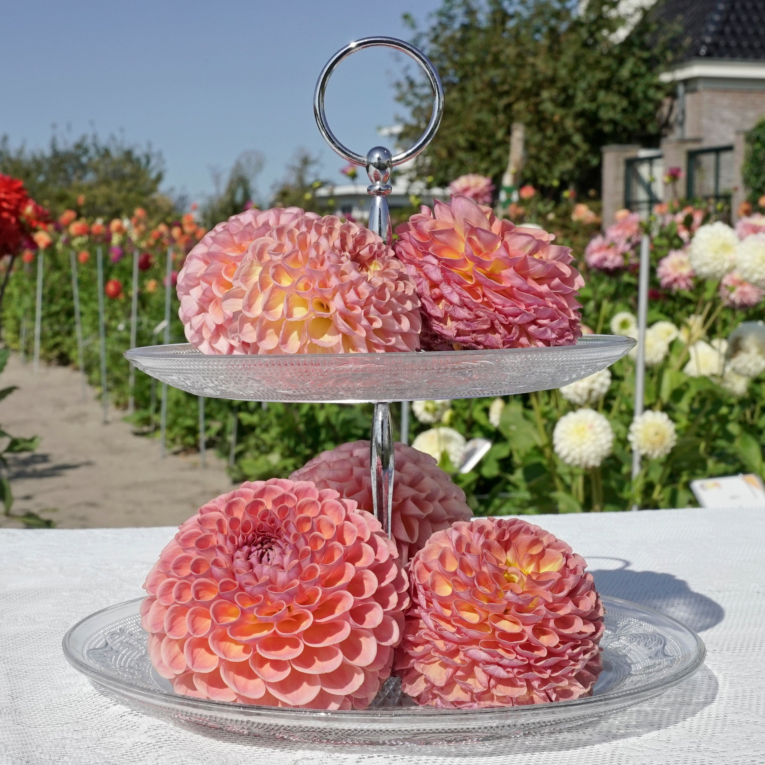 Dahlia Jowey Winnie - Dahlias - Fluwel