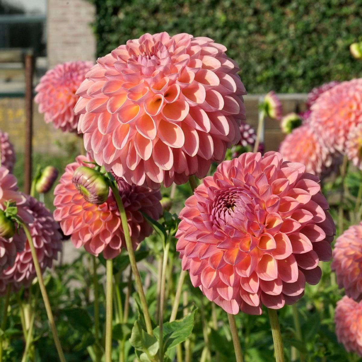 Dahlia Jowey Winnie - roze dahlia - Fluwel