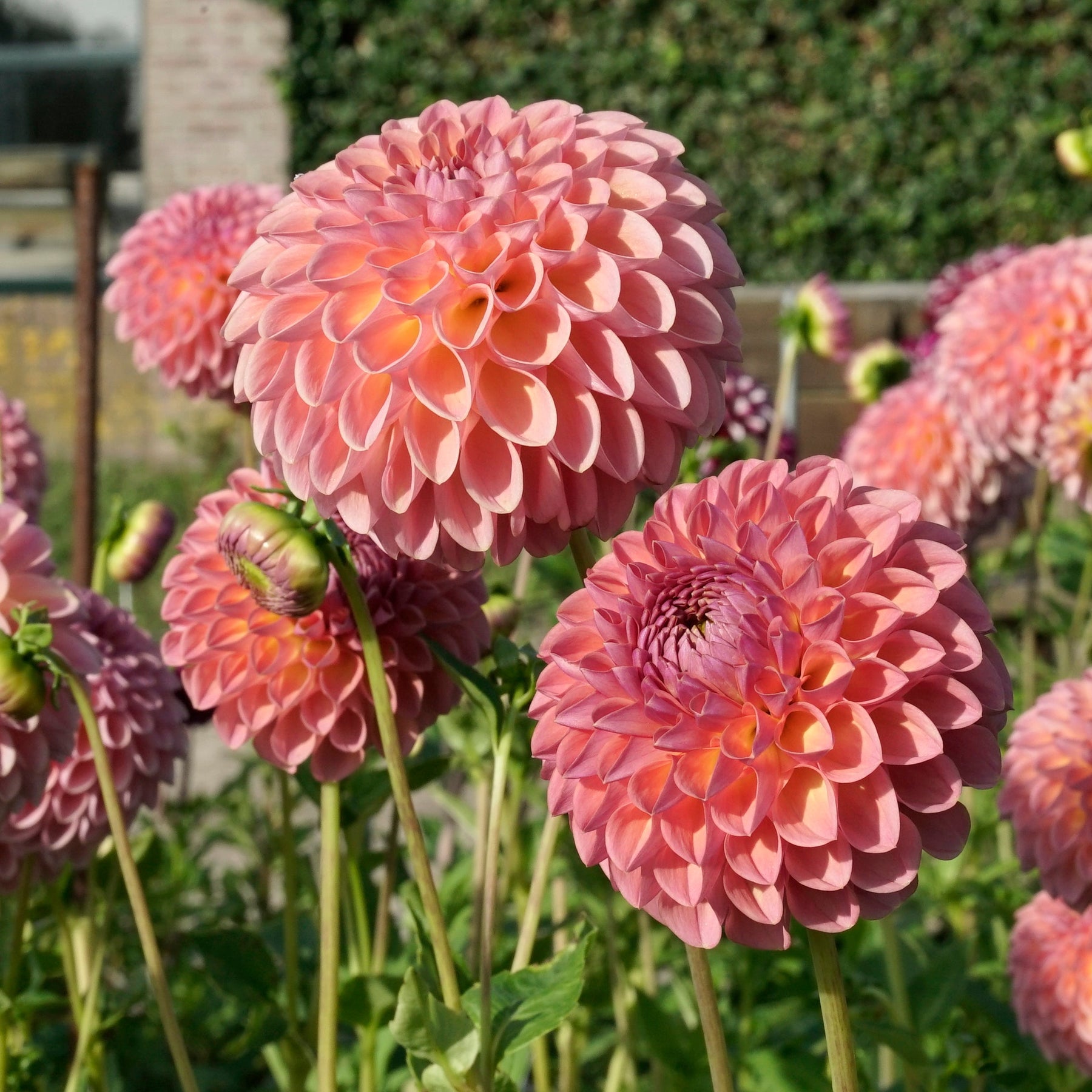 Dahlia Jowey Winnie - Dahlias - Fluwel