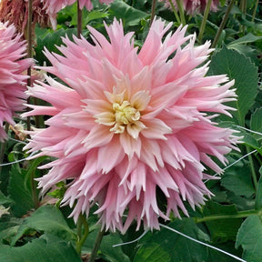 Dahlia Just Married - Dahlias - Fluwel