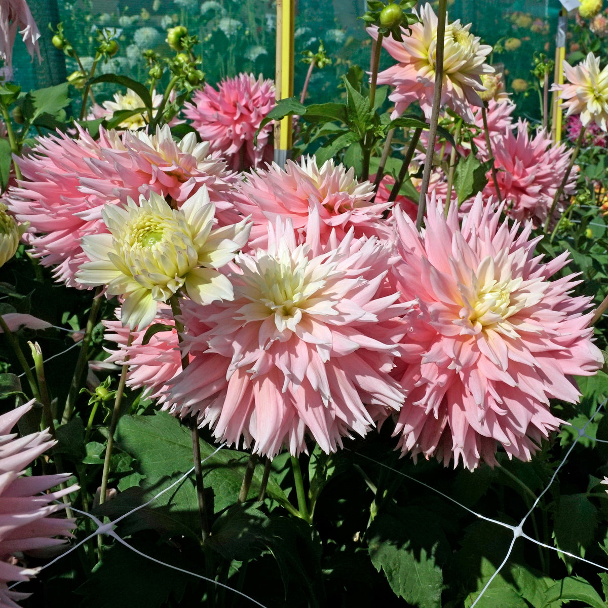 Dahlia Just Married - roze dahlia - Fluwel