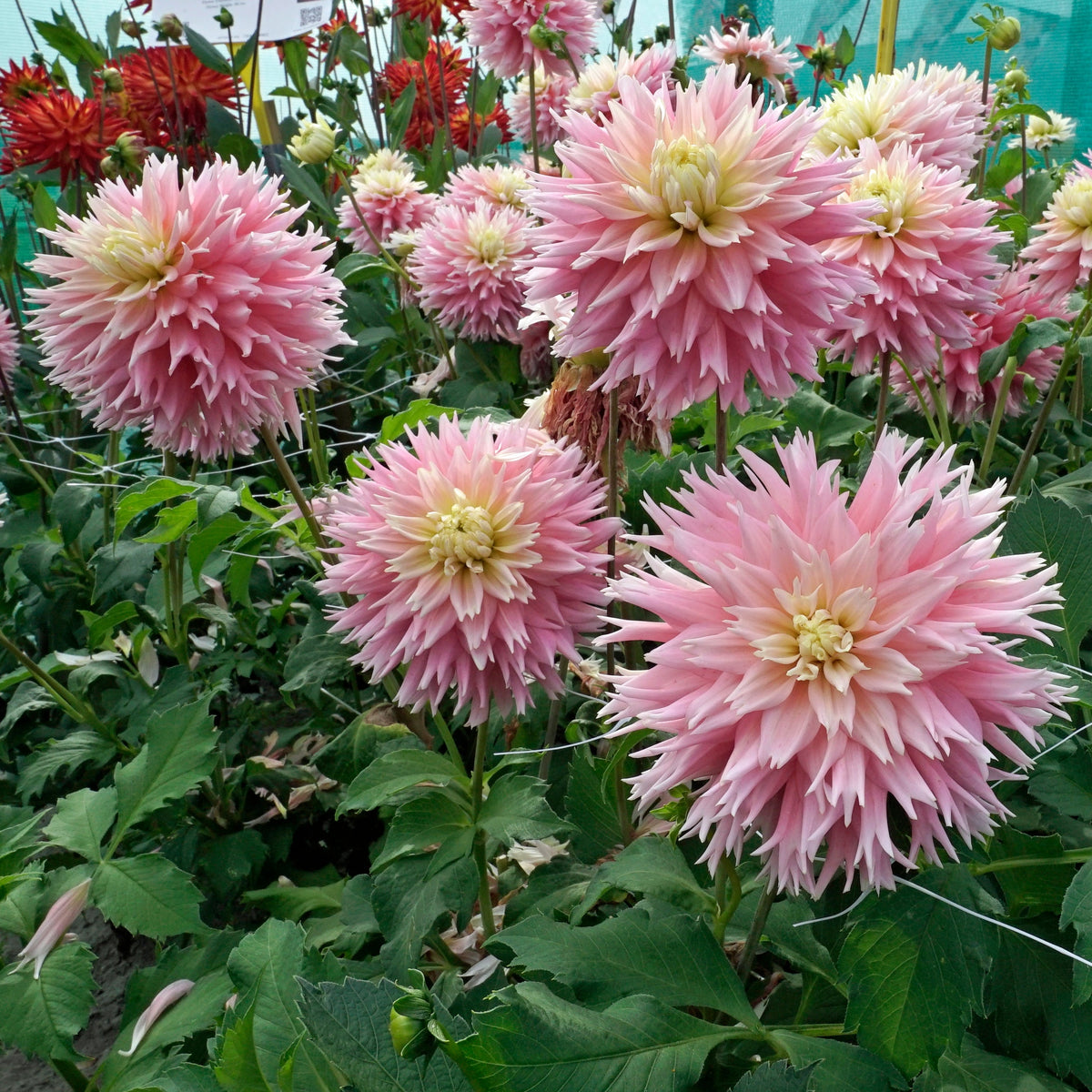 Dahlia Just Married - roze dahlia - Fluwel