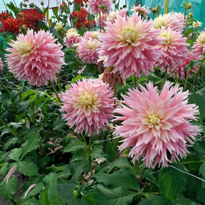 Dahlia Just Married - Dahlias - Fluwel