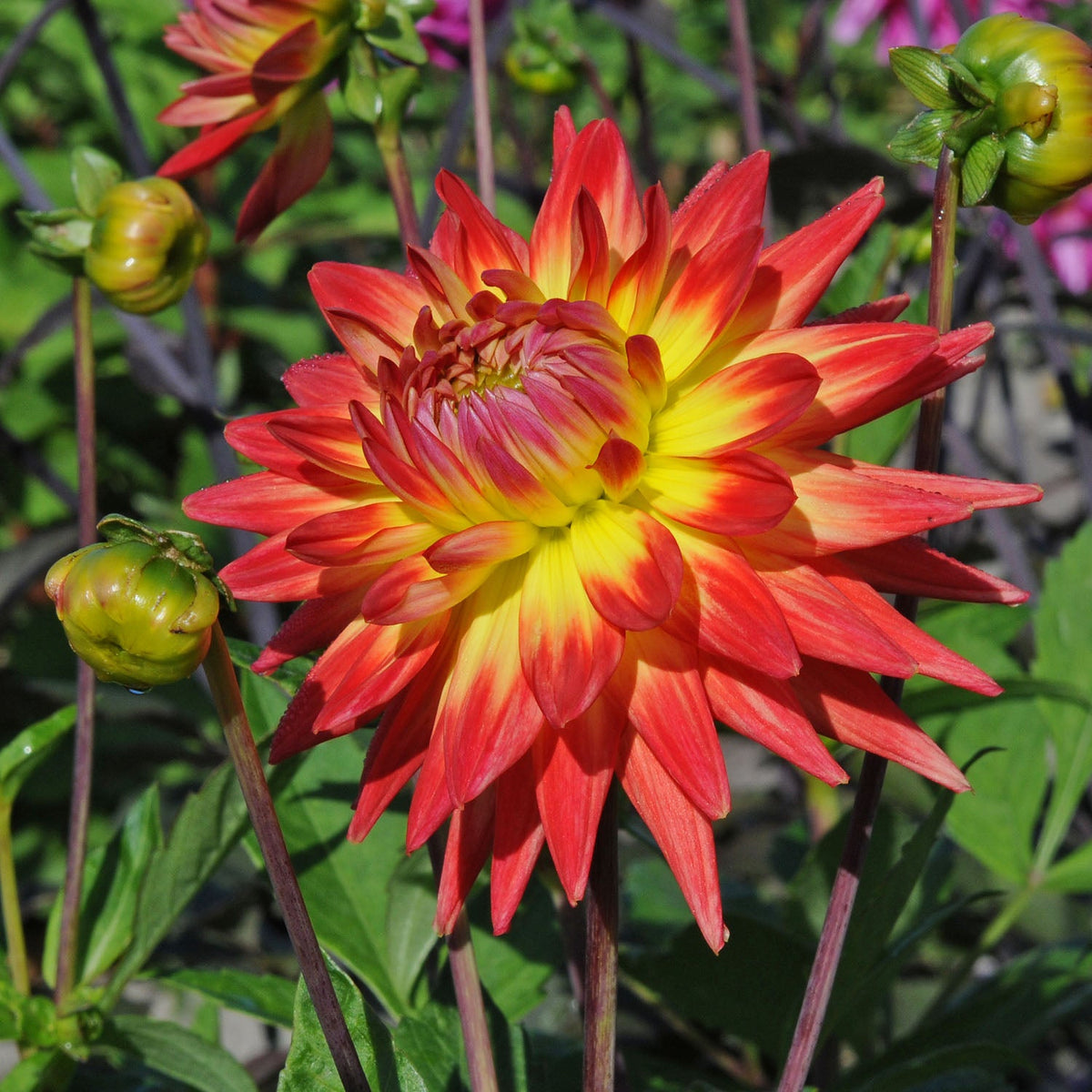 Dahlia Karma Bon Bini - meerkleurige dahlia - Fluwel