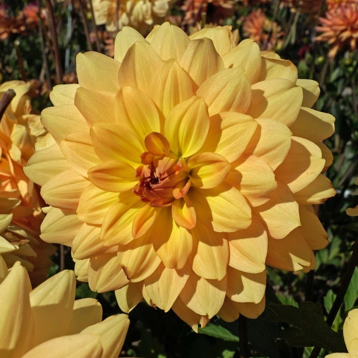 Dahlia Karma Gold - gele dahlia - Fluwel