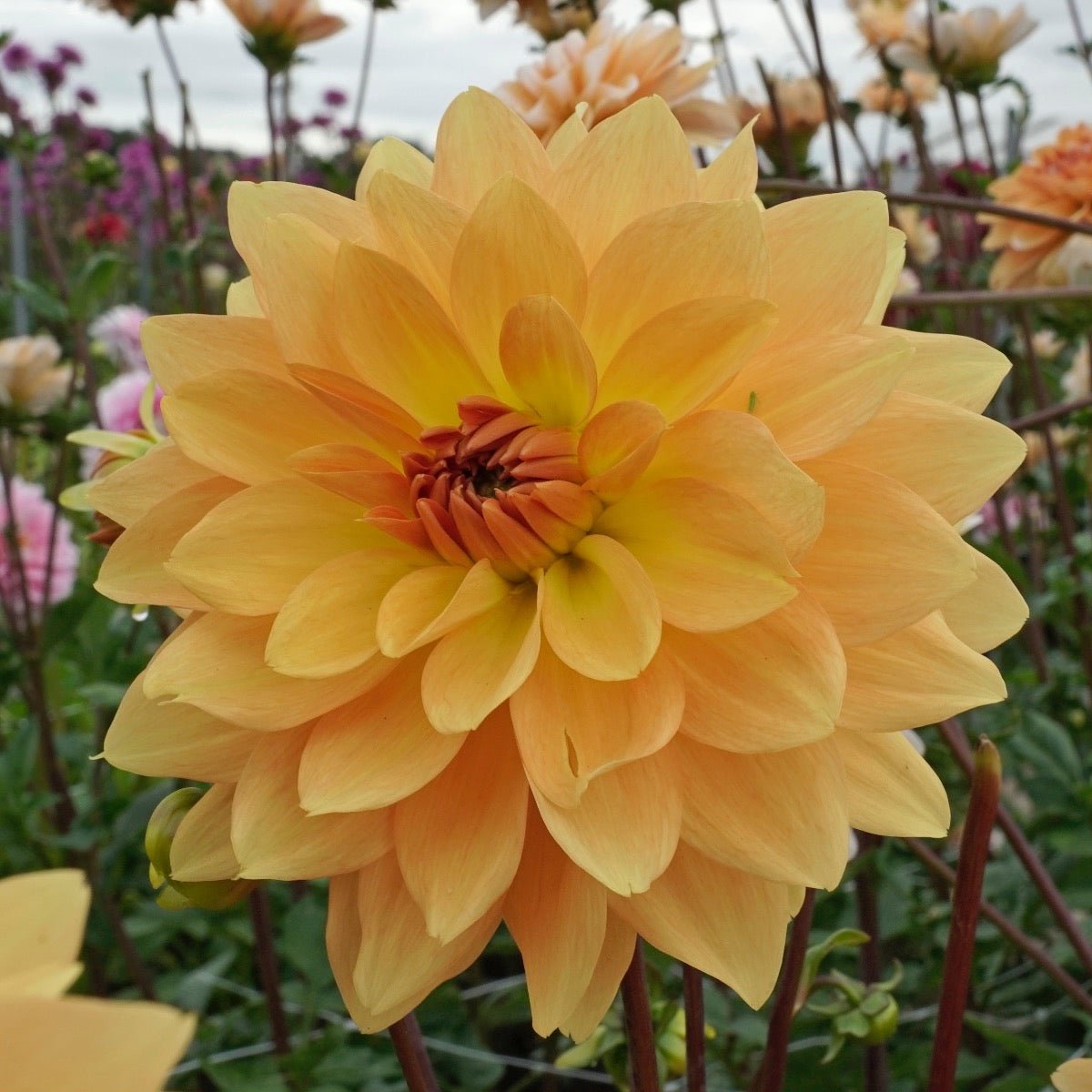 Dahlia Karma Gold - gele dahlia - Fluwel