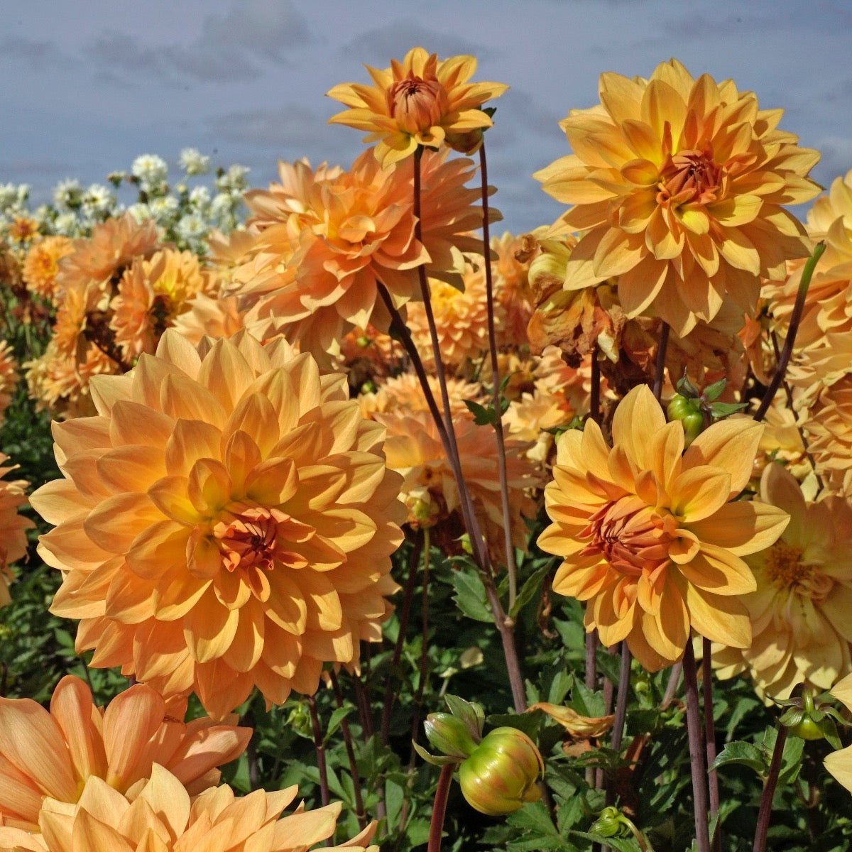 Dahlia Karma Gold - Dahlias - Fluwel